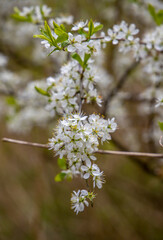 cherry blossom