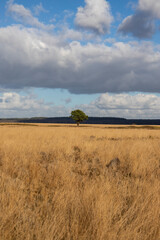 Fototapeta premium Single tree in field