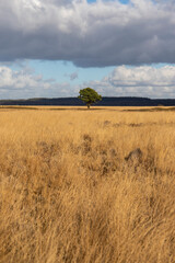 Single tree in field