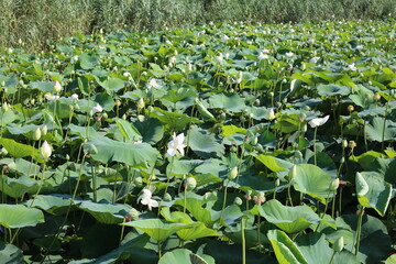 Many water lily lotus leaves at the pond.