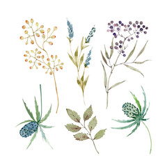 Watercolor set with botanical plants and elements, berries, branches and leaves. hand painted on white background