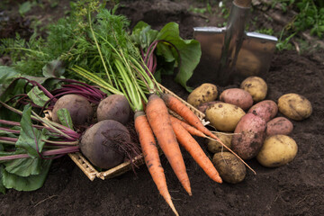 Bunch of organic beetroot and carrot, freshly harvested potato on soil in garden close up. Autumn harvest of vegetables, farming	