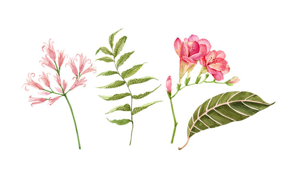 set of watercolor flowers and tropical leaves on white background, hand painted for design
