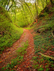 Pathway in the forest at autumn
