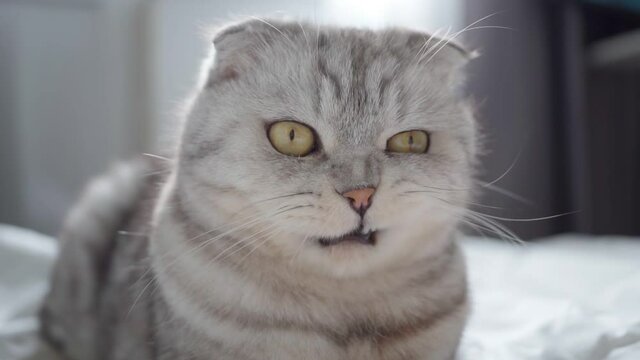 Thoroughbred British Scottish fold cat licks his tongue. Hungry domestic cat is waiting for food. Close-up of pets tongue. Well-fed, satisfied cat licks his lips. Beautiful big eyes of cat