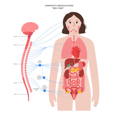 Symphathetic nervous system