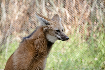 O lobo-guará, também chamado guará, aguará, aguaraçu, lobo-de-crina, lobo-de-juba e lobo-vermelho.
