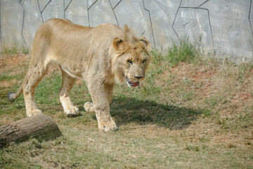 O leão é uma espécie de mamífero carnívoro do gênero Panthera e da família Felidae. 
