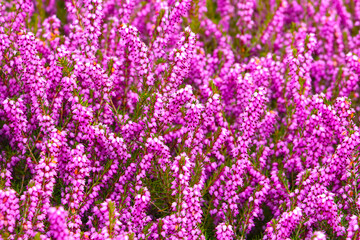 Pink small small flowers bloom in the park.