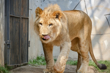 O leão é uma espécie de mamífero carnívoro do gênero Panthera e da família Felidae. 
