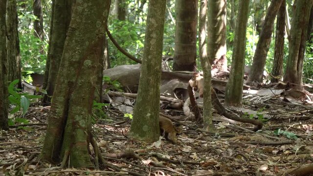 Young capuchin monkey is looking for food on the forest floor