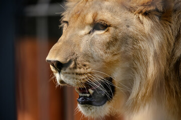 O leão é uma espécie de mamífero carnívoro do gênero Panthera e da família Felidae. 
