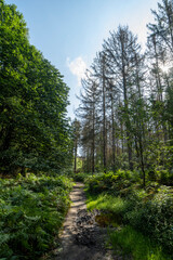 Fototapeta premium The forest on the Sint-Jansberg hill.