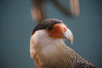 O carcará é uma espécie de ave de rapina da Ordem Falconiformes, Família Falconidae.
