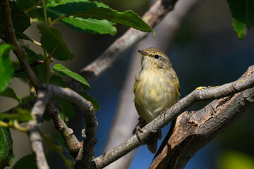 Obraz premium Willow Warbler // Fitis (Phylloscopus trochilus)
