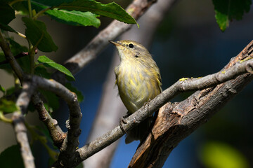 Fitis // Willow Warbler (Phylloscopus trochilus)