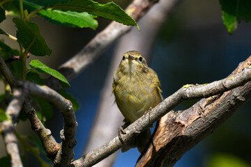 Willow Warbler // Fitis (Phylloscopus trochilus)