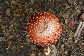PARQUE NACIONAL NEVADO DE COLIMA