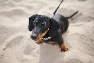 black Dachshund on the sand. sausage dog or dachshund playing on a beach.