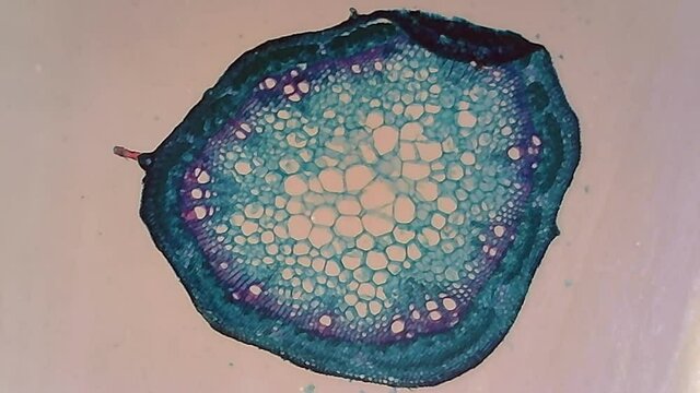Microscope Soy Stem Cross Section x1200