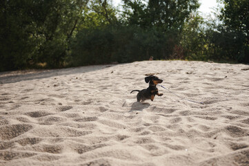 black Dachshund running on the sand.