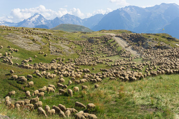 Herd of Sheep in the Alps. Transhumance in spring and summer near a ski resort. France - obrazy, fototapety, plakaty