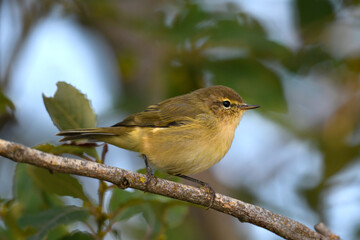 Willow Warbler // Fitis (Phylloscopus trochilus)