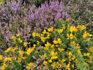 flowers on Bray to Greystones - Cliff walk, Bray, dublin, Ireland