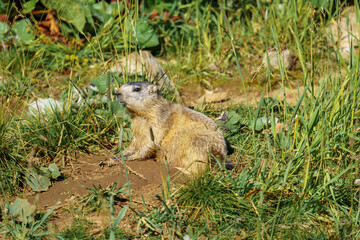 Marmot near Alpes d'Huez, France. Close-up photo animal in mountain.