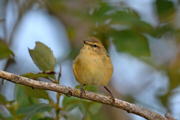 Fitis // Willow Warbler (Phylloscopus trochilus)