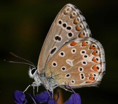 Polyommatus bellargus butterfly.