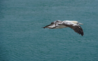Naklejka premium Close up of Flying Large White Sea Bird Gannets with a huge wingspan over blue sky and ocean on English clifftops, Gliding, slope soaring and riding thermals and Ridge lift from cliff face updrafts