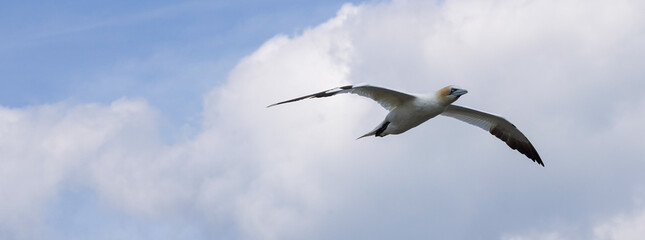 Close up of Flying Large White Sea Bird Gannets with a huge wingspan over blue sky and ocean on English clifftops, Gliding, slope soaring and riding thermals and Ridge lift from cliff face updrafts