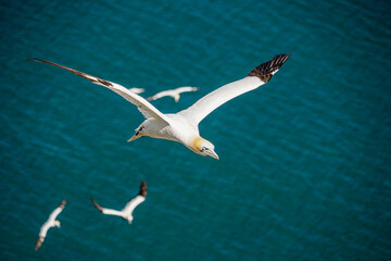 Close up of Flying Large White Sea Bird Gannets with a huge wingspan over blue sky and ocean on English clifftops, Gliding, slope soaring and riding thermals and Ridge lift from cliff face updrafts