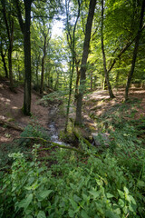 Fototapeta na wymiar The Molenbeek stream in the forest 
