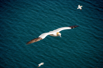 Fototapeta na wymiar Close up of Flying Large White Sea Bird Gannets with a huge wingspan over blue sky and ocean on English clifftops, Gliding, slope soaring and riding thermals and Ridge lift from cliff face updrafts