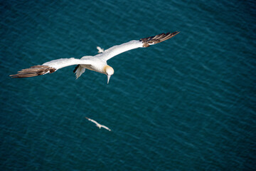 Fototapeta premium Close up of Flying Large White Sea Bird Gannets with a huge wingspan over blue sky and ocean on English clifftops, Gliding, slope soaring and riding thermals and Ridge lift from cliff face updrafts
