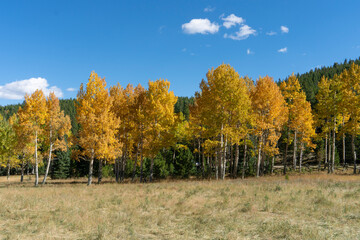 Golden Aspen Stand Across Meadow Against Bright Blue Sky