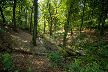 The Molenbeek stream in the forest 