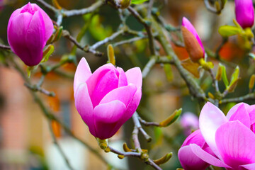 Large buds of flowering magnolia in the park.