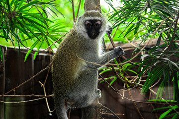 Monkey on a small Tree