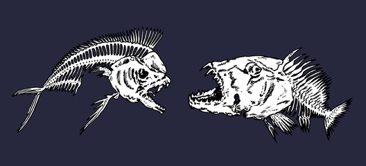 Piranha fishes skeleton, side view. Ink black and white drawing illustration