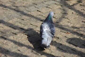 石畳の上を歩くハトの後姿