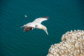 Close up of single Gannet Flying, Large wingspan White Sea-Bird, over cliffs with a large nesting population of birds below on cliff-face