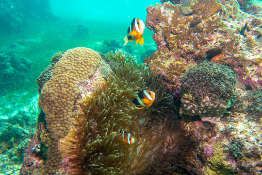 フィリピン、セブ島、オランゴ島あたりの海のダイビングで見られる魚の風景 Fish scenery in the sea diving around Olango Island, Cebu, Philippines.