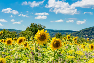 Sonnenblumen auf einer Wildblumenwiese an einem sommerlichen Tag