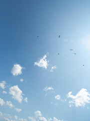 Storks flying up in the sky
