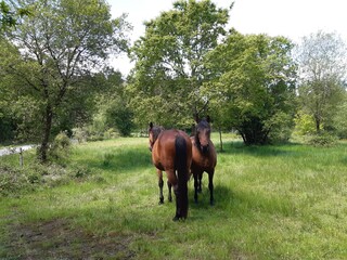 Caballos en un prado gallego