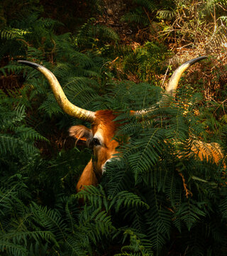 Cachena bull among the fern leaves looking straight into the camera Barrosa Bull, Selective focus.