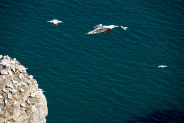 Close up of single Gannet Flying, Large wingspan White Sea-Bird, over cliffs with a large nesting population of birds below on cliff-face